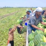 40-derece-sicakta-karpuz-iscilerinin-ekmek-mucadelesi-CExNPNMt.jpg