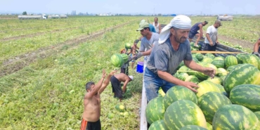 40-derece-sicakta-karpuz-iscilerinin-ekmek-mucadelesi-CExNPNMt.jpg