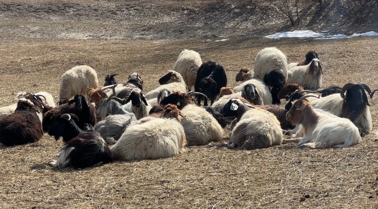 40 kilometre arayla iki mevsim yuksekovada kar esenderede bahar mesaisi 11 cTr5ZJEZ