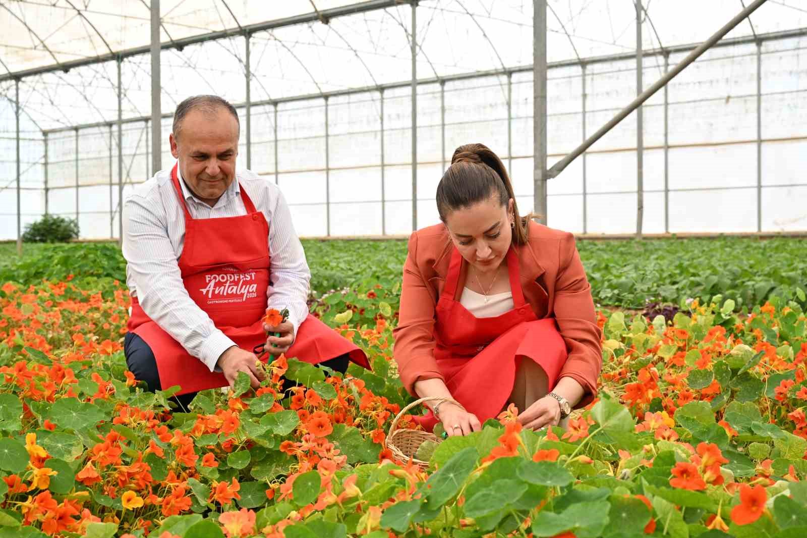 5. Uluslararası Antalya FoodFest Gastronomi Festivali Akdeniz yeşillikleri hasadıyla başladı 7 5 uluslararasi antalya foodfest gastronomi festivali akdeniz yesillikleri hasadiyla basladi 3 3UThVSMX