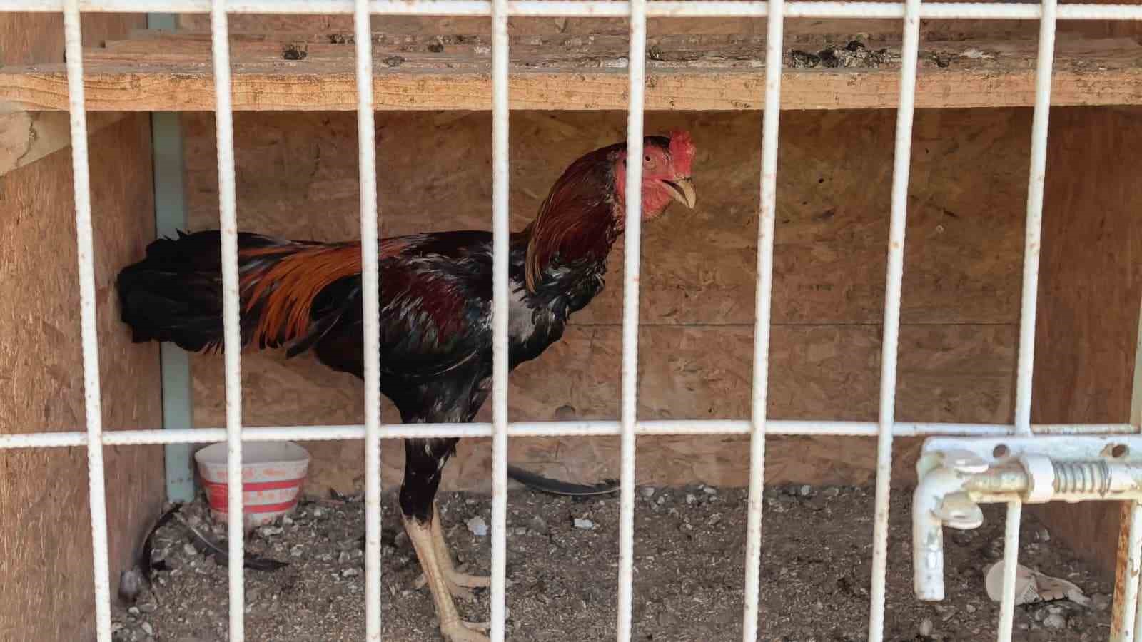 500 bin liralik horoz operasyonu 50 kisiye ceza yagdi 3 lvk26lLE