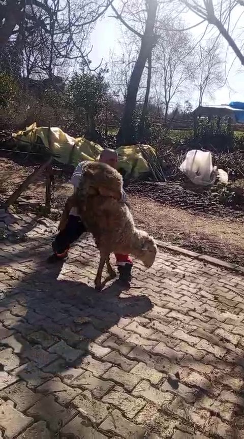 51 yasindaki dunya sampiyonu guresci kocla antrenman yapti 7 qWHMVhdc