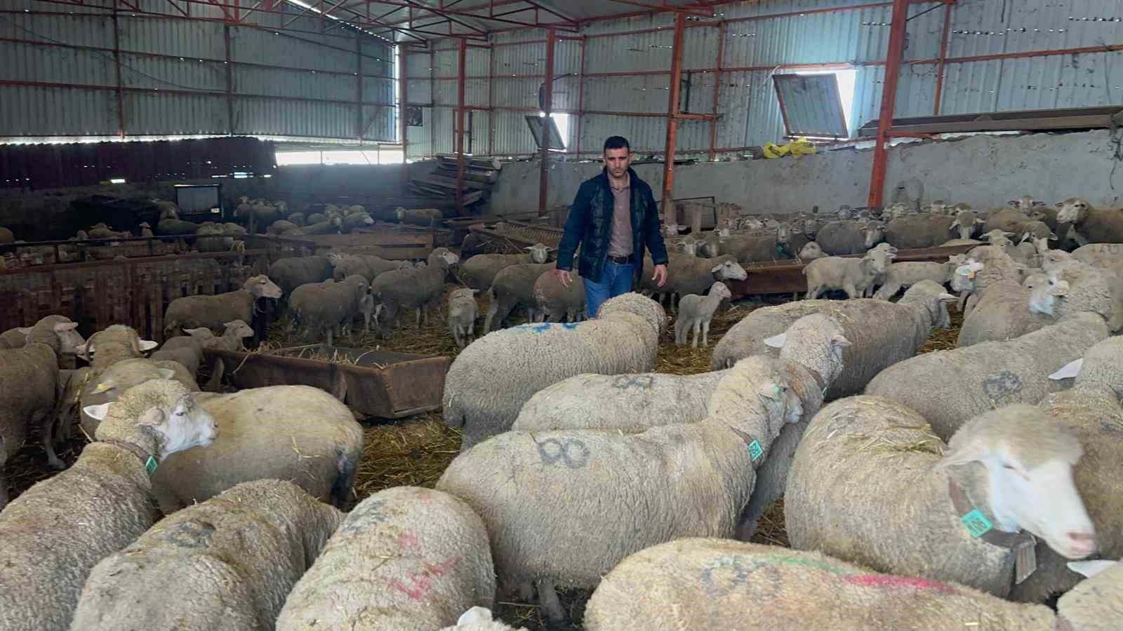 57 yildir safkan damizlik karacabey merinosu yetistiriyorlar bircok surude imzalari var 3 Xe3yFpIH