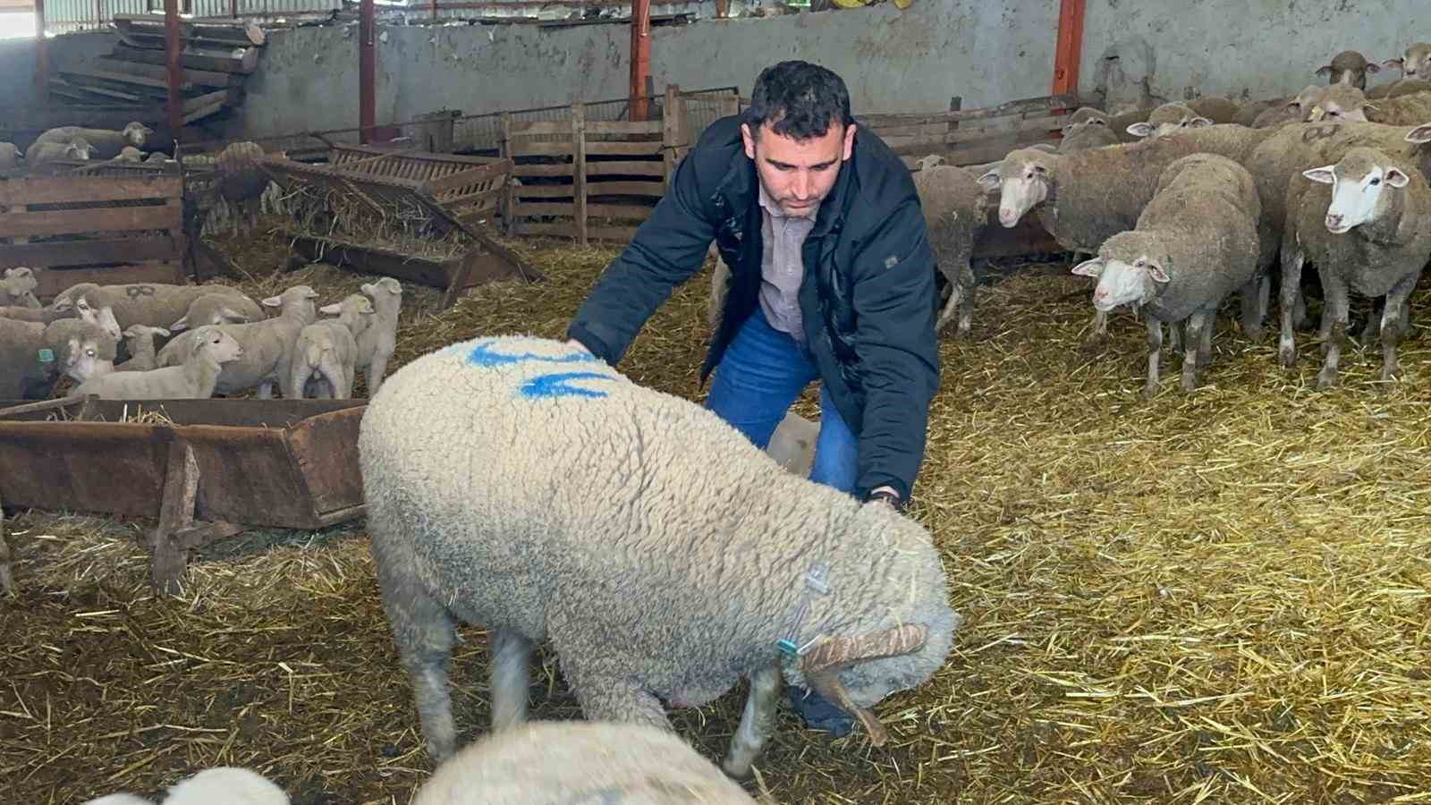 57 yildir safkan damizlik karacabey merinosu yetistiriyorlar bircok surude imzalari var 4 PTVLbAMX