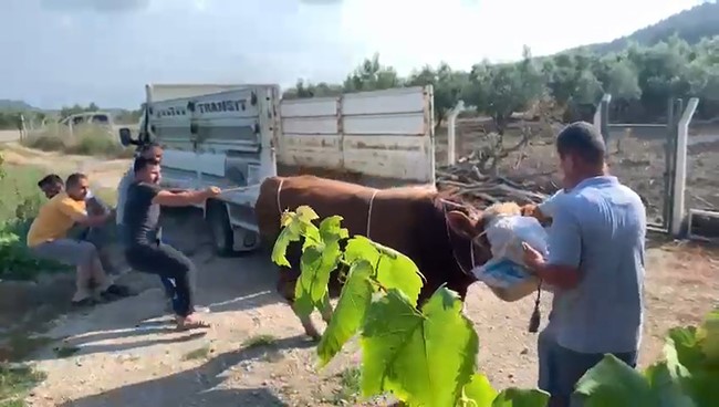 6 kisinin zapt edemedigi boga bir tekmeyle boyle yere serdi 0 MRlAeJdd