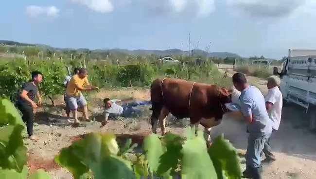 6 kisinin zapt edemedigi boga bir tekmeyle boyle yere serdi 1 Ot9Myrbt