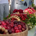 60-uluslararasi-tekirdag-kiraz-festivali-basladi-en-guzel-kirazlara-60-bin-lira-odul-TW7PkZ2X.jpg