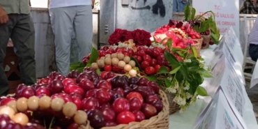 60-uluslararasi-tekirdag-kiraz-festivali-basladi-en-guzel-kirazlara-60-bin-lira-odul-TW7PkZ2X.jpg