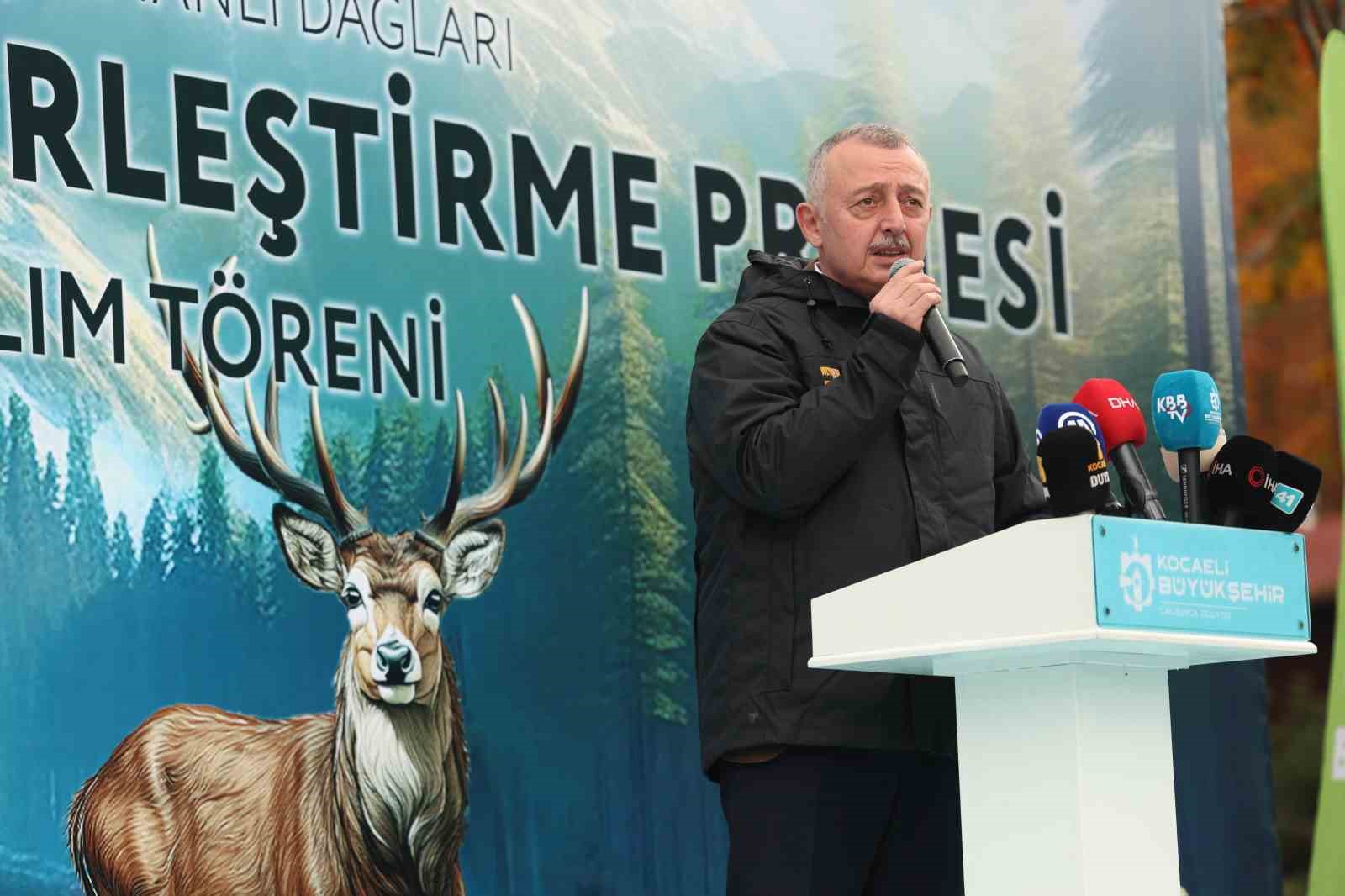 7 kizil geyik dogaya salindi gps ile adim adim takip edilecek 4