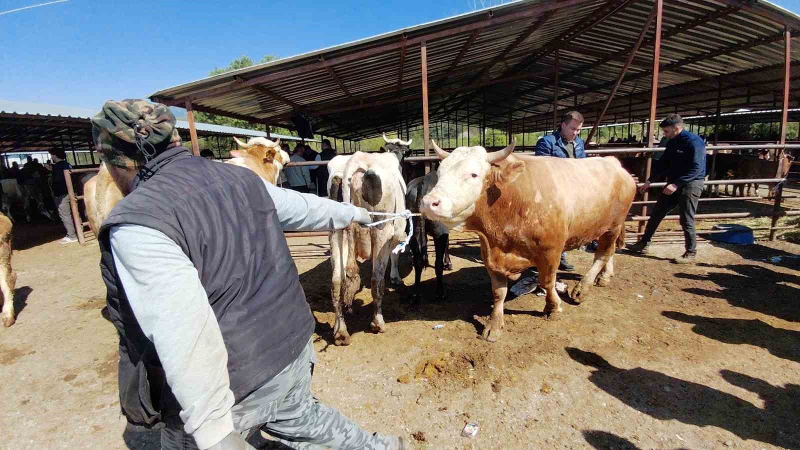 704 kiloluk dana için dakikalarca pazarlık yaptılar 5 704 kiloluk dana icin dakikalarca pazarlik yaptilar 1