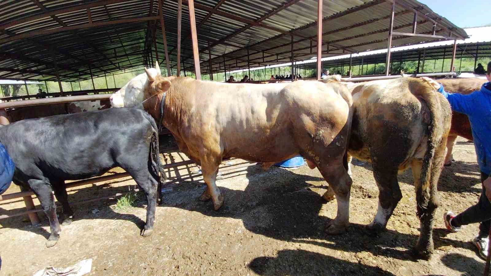 704 kiloluk dana için dakikalarca pazarlık yaptılar 7 704 kiloluk dana icin dakikalarca pazarlik yaptilar 3 9wya1lge