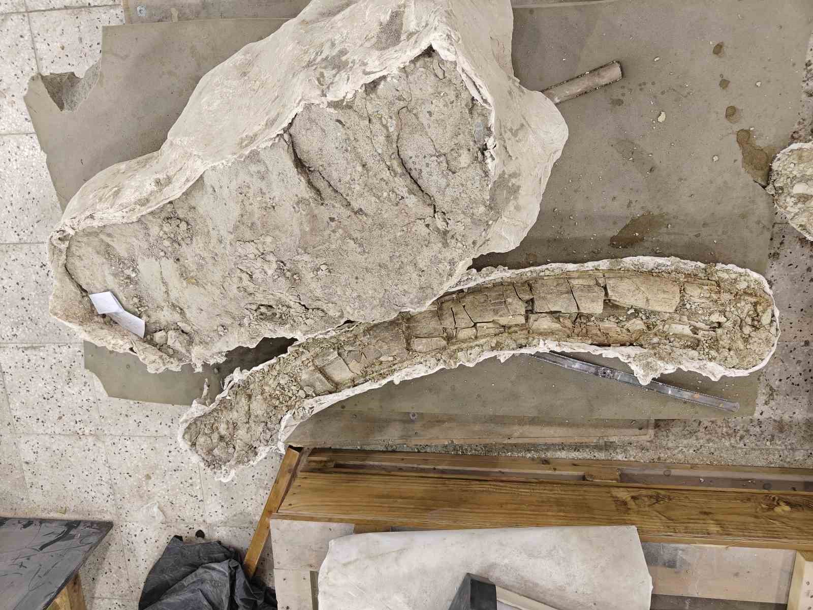 77 milyon yillik tarihe isik tutan tashanda daha sonraki donemlerde yasayan turlerin fosilleri bulundu