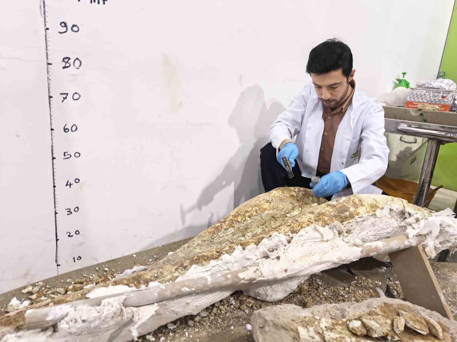 77 milyon yillik tarihe isik tutan tashanda daha sonraki donemlerde yasayan turlerin fosilleri bulundu TcMSCpOk