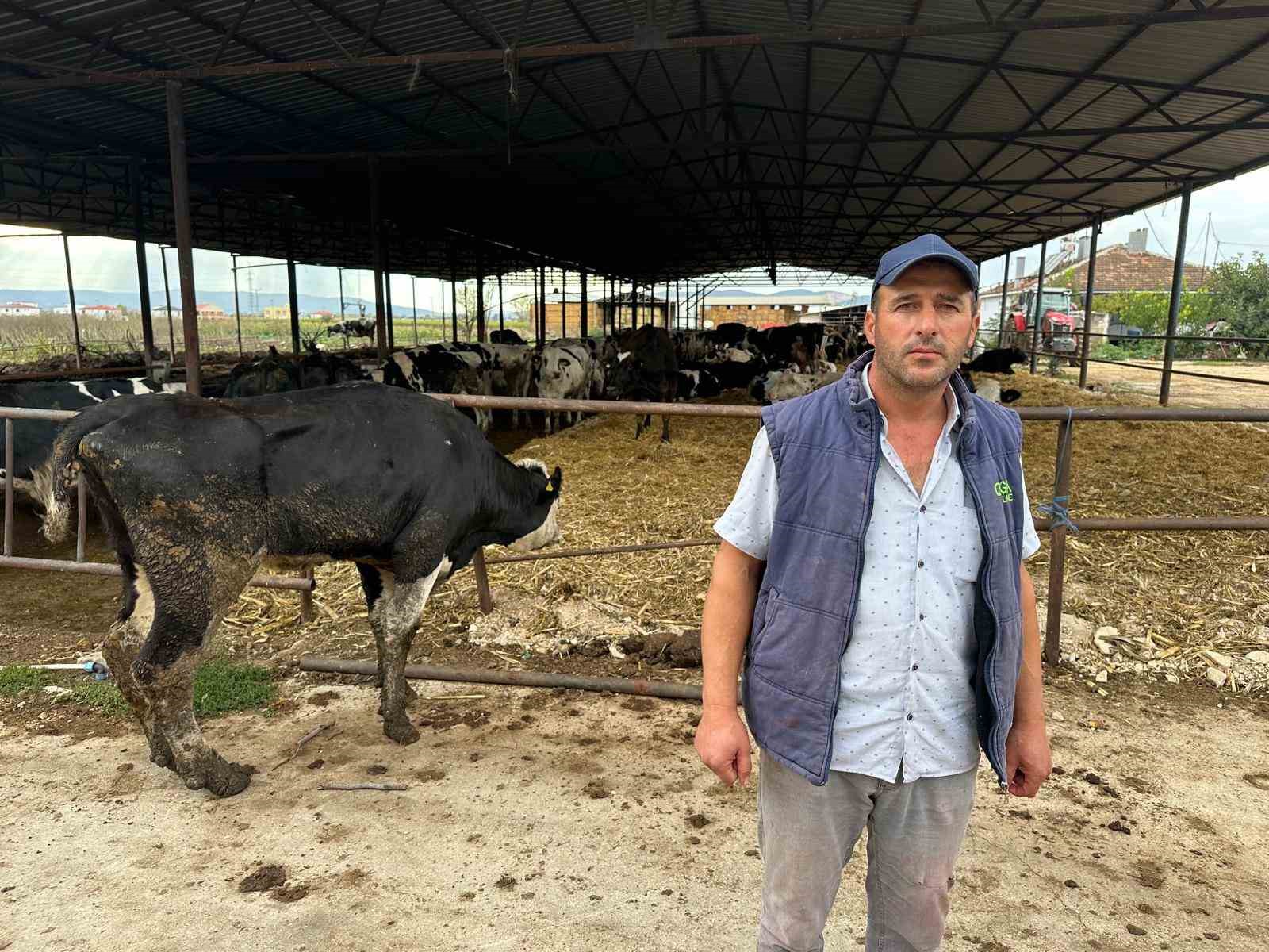 8 buzagimizi sapa verdik 2 zqv7YDJ4