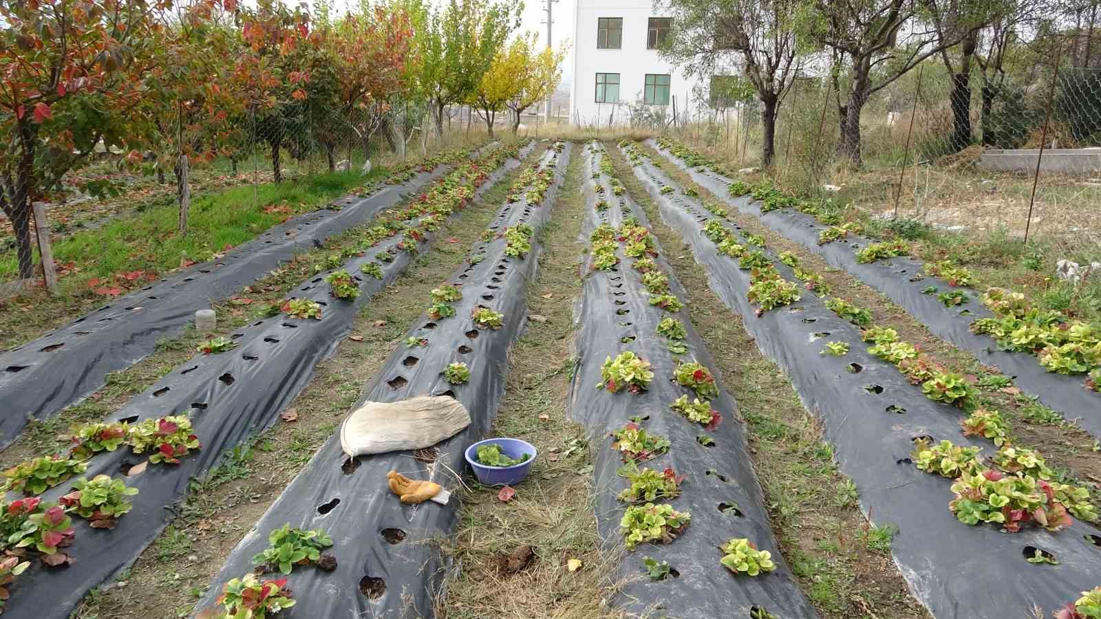 85 yasindaki ibrahim dede hayir bahcesinde yetistirdigi meyve ve sebzeleri ucretsiz ikram ediyor 4 DdIT6IkU