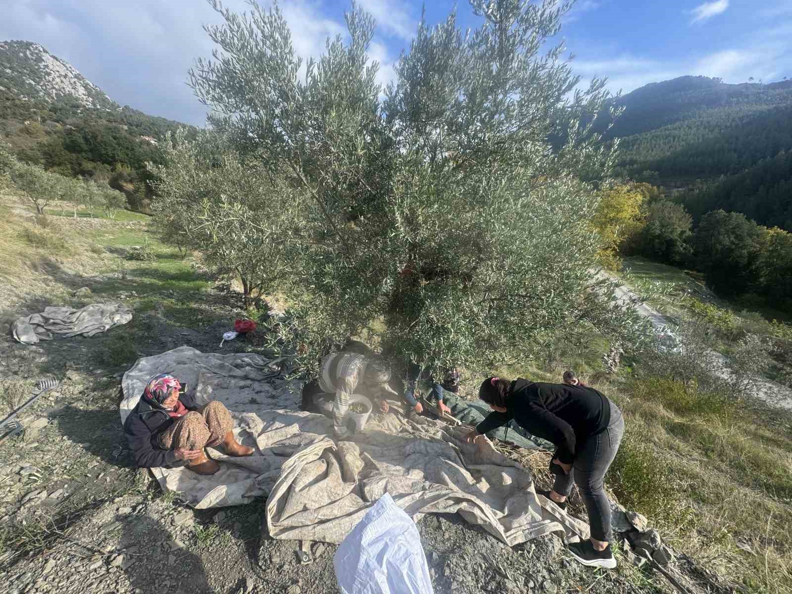88 yasindaki emine nine zeytin hasadinda 1 4w4lta5i