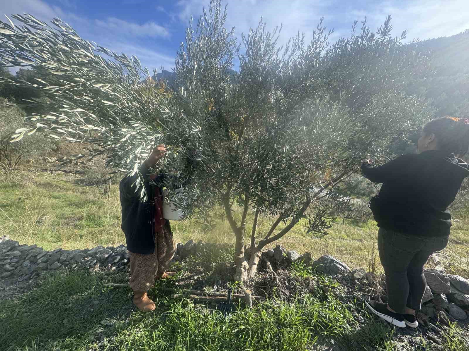 88 yasindaki emine nine zeytin hasadinda 10 OVPEU37k