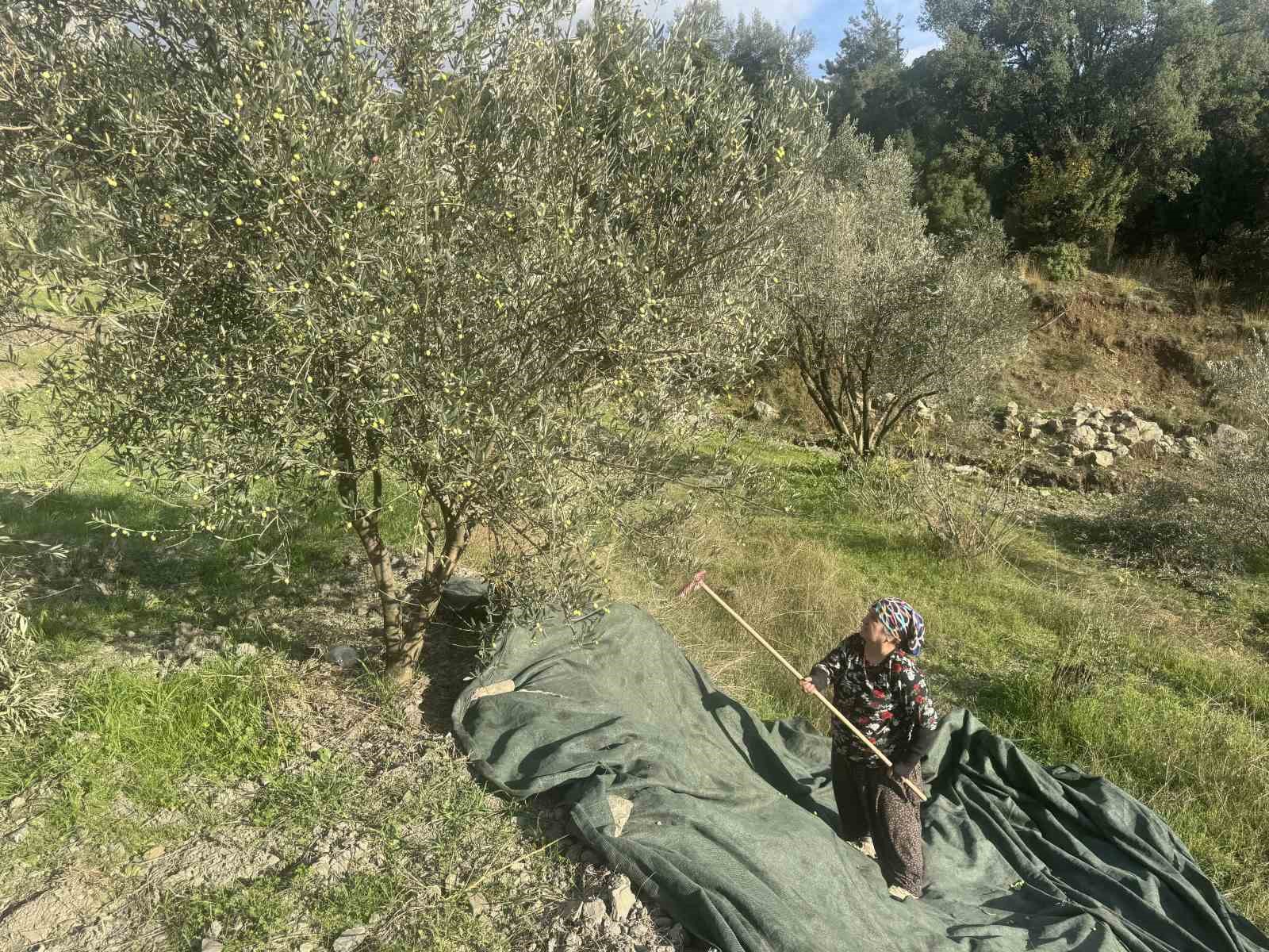 88 yasindaki emine nine zeytin hasadinda 4 PyqdWM6z