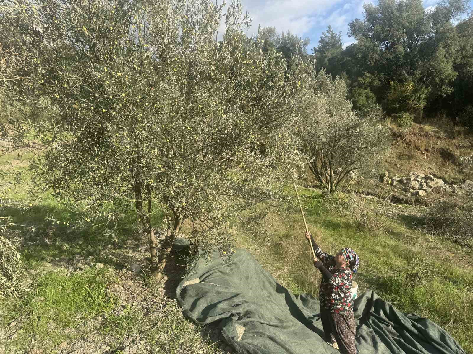 88 yasindaki emine nine zeytin hasadinda 5 hf4X7w11