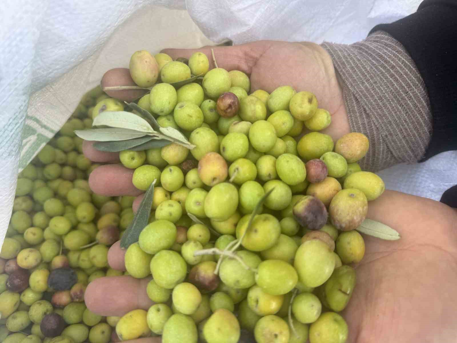 88 yasindaki emine nine zeytin hasadinda 7 gD9GDT6D