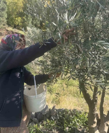88-yasindaki-emine-nine-zeytin-hasadinda-RFpP8Gge.jpg