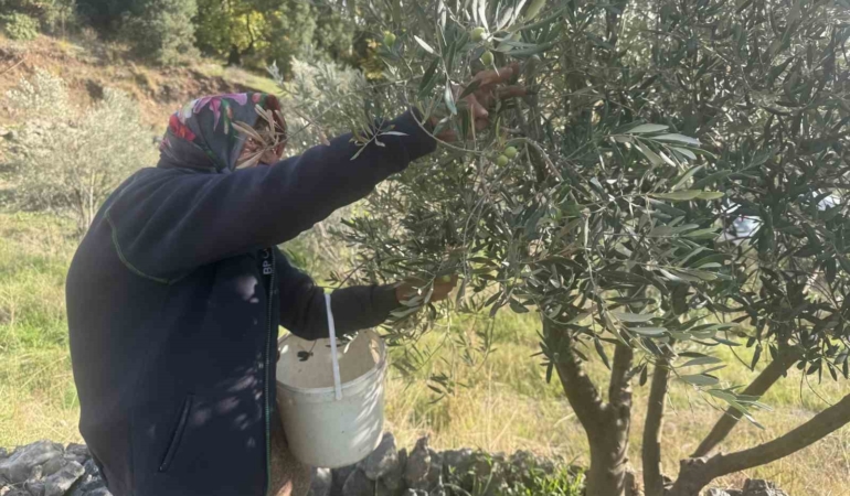 88-yasindaki-emine-nine-zeytin-hasadinda-RFpP8Gge.jpg