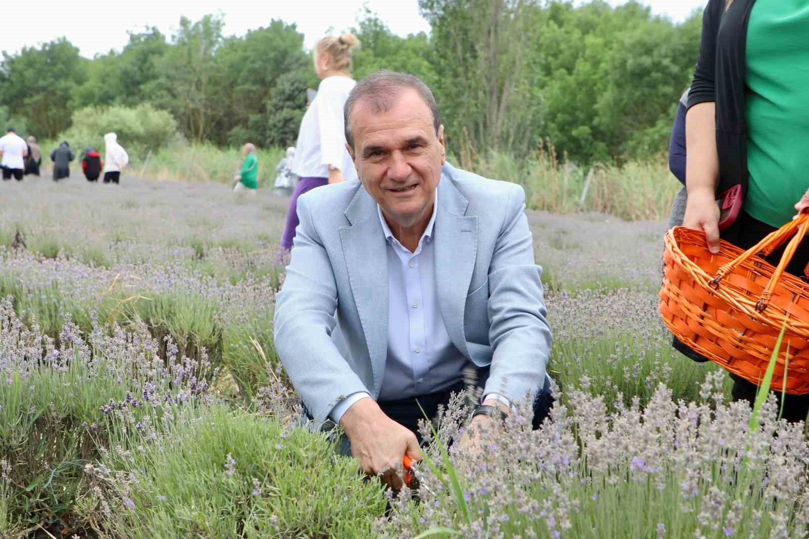 8inci lavanta hasat senligi renkli goruntulere sahne oldu 1 uuSdv6qQ
