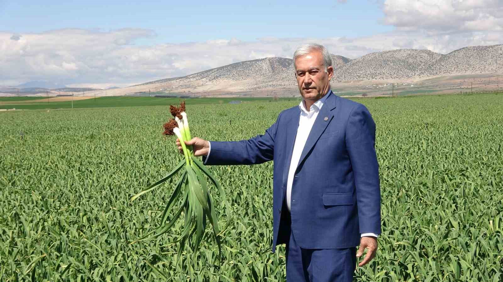 ab tescilli araban sarimsaginda yuksek rekolte ve kaliteli urun bekleyisi 0 3KGrysHh