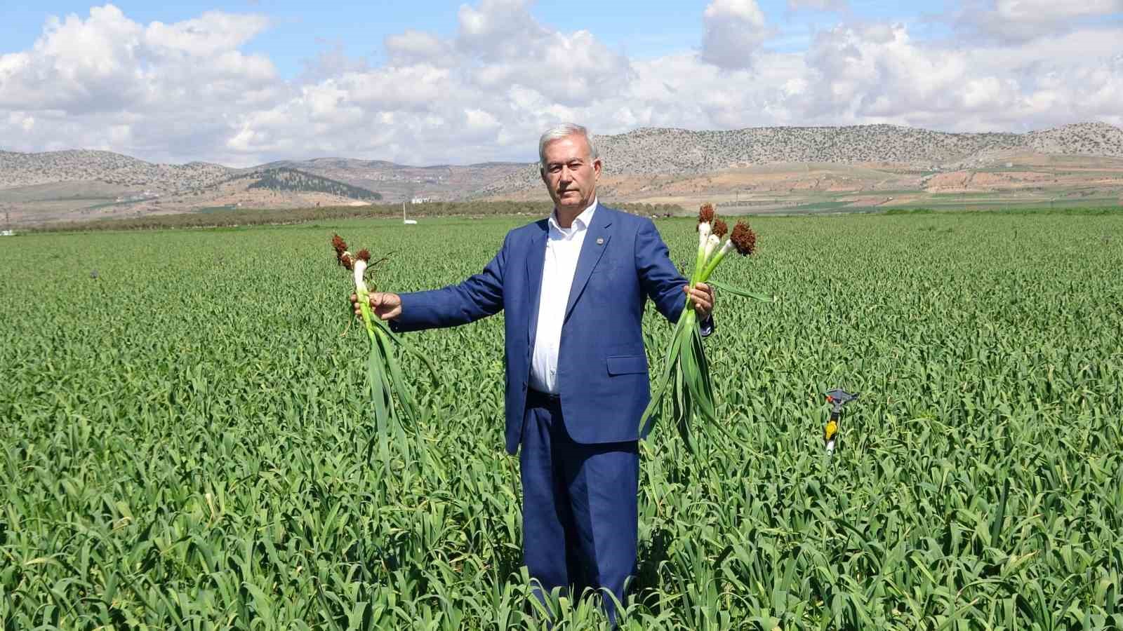 ab tescilli araban sarimsaginda yuksek rekolte ve kaliteli urun bekleyisi 1 pZtGdH6g