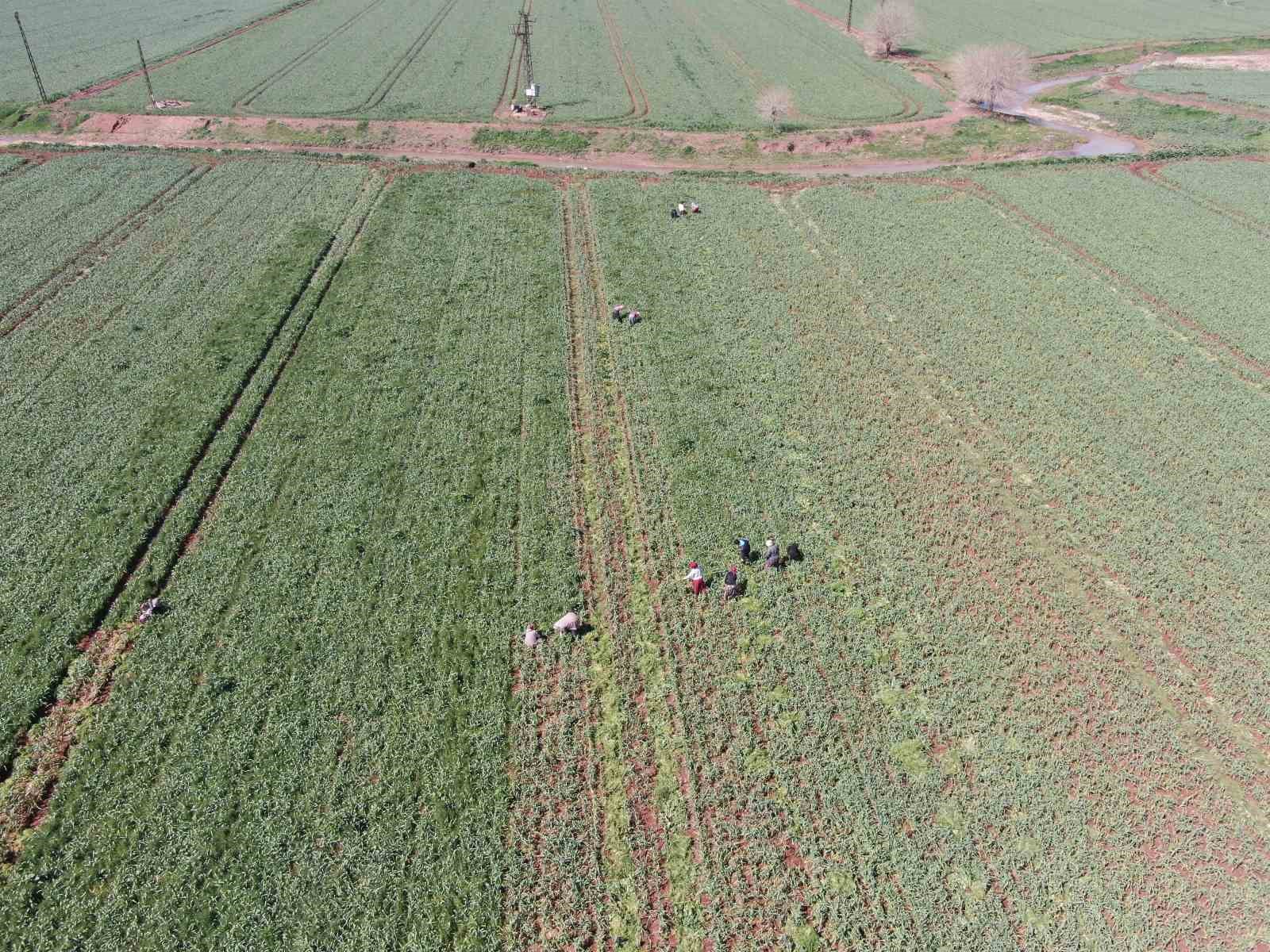 ab tescilli araban sarimsaginda yuksek rekolte ve kaliteli urun bekleyisi 3 FFMNmkbM