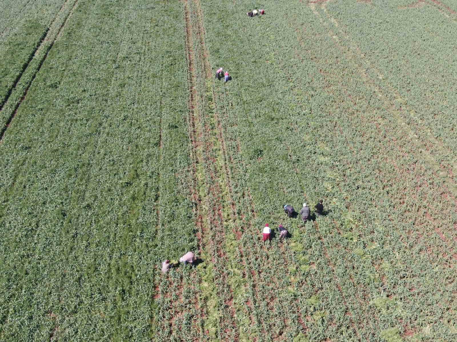 ab tescilli araban sarimsaginda yuksek rekolte ve kaliteli urun bekleyisi 4 dk9sQMFJ