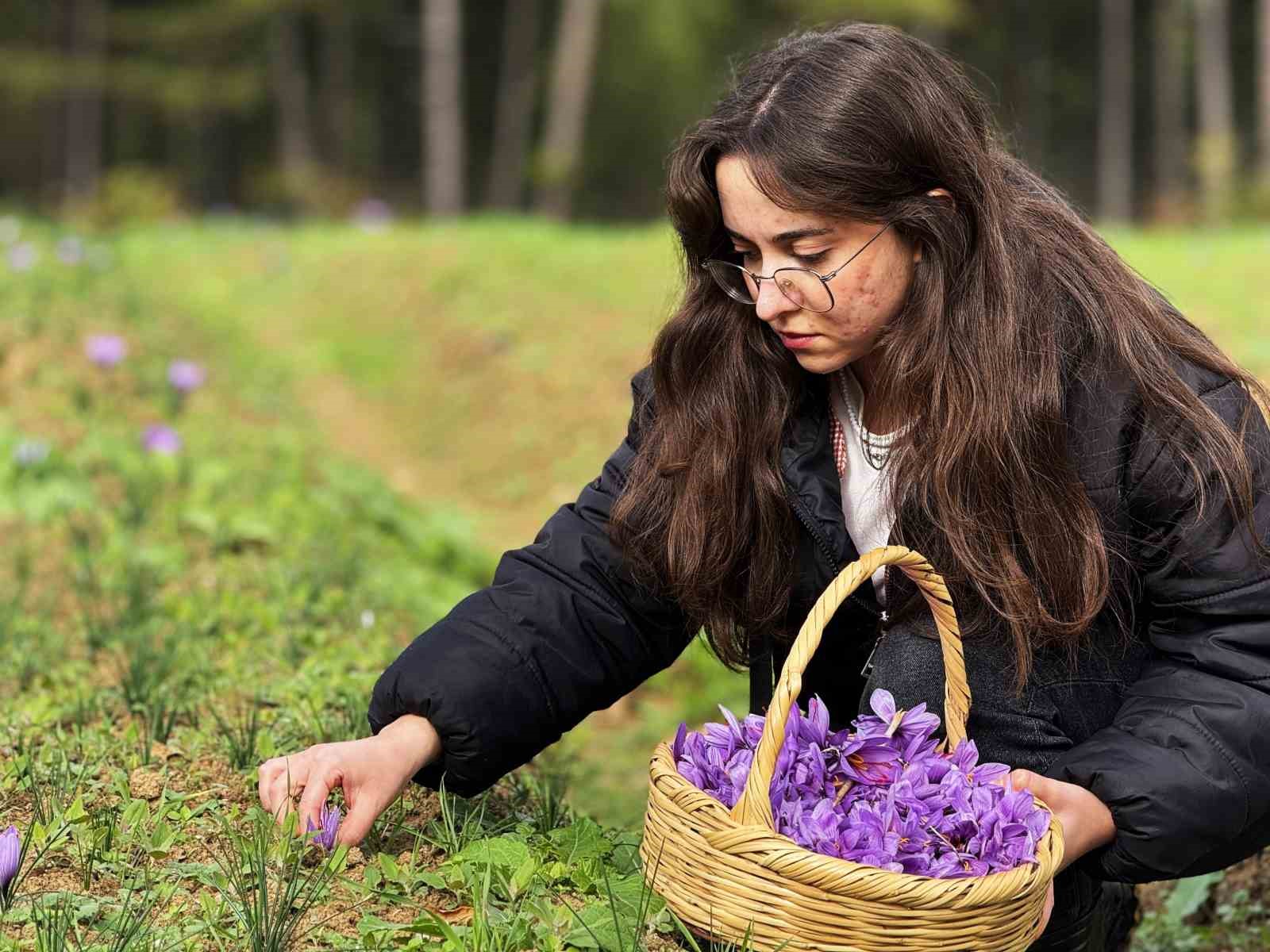 ab tescilli safranin hasadi suruyor 3 cWGhN1EE