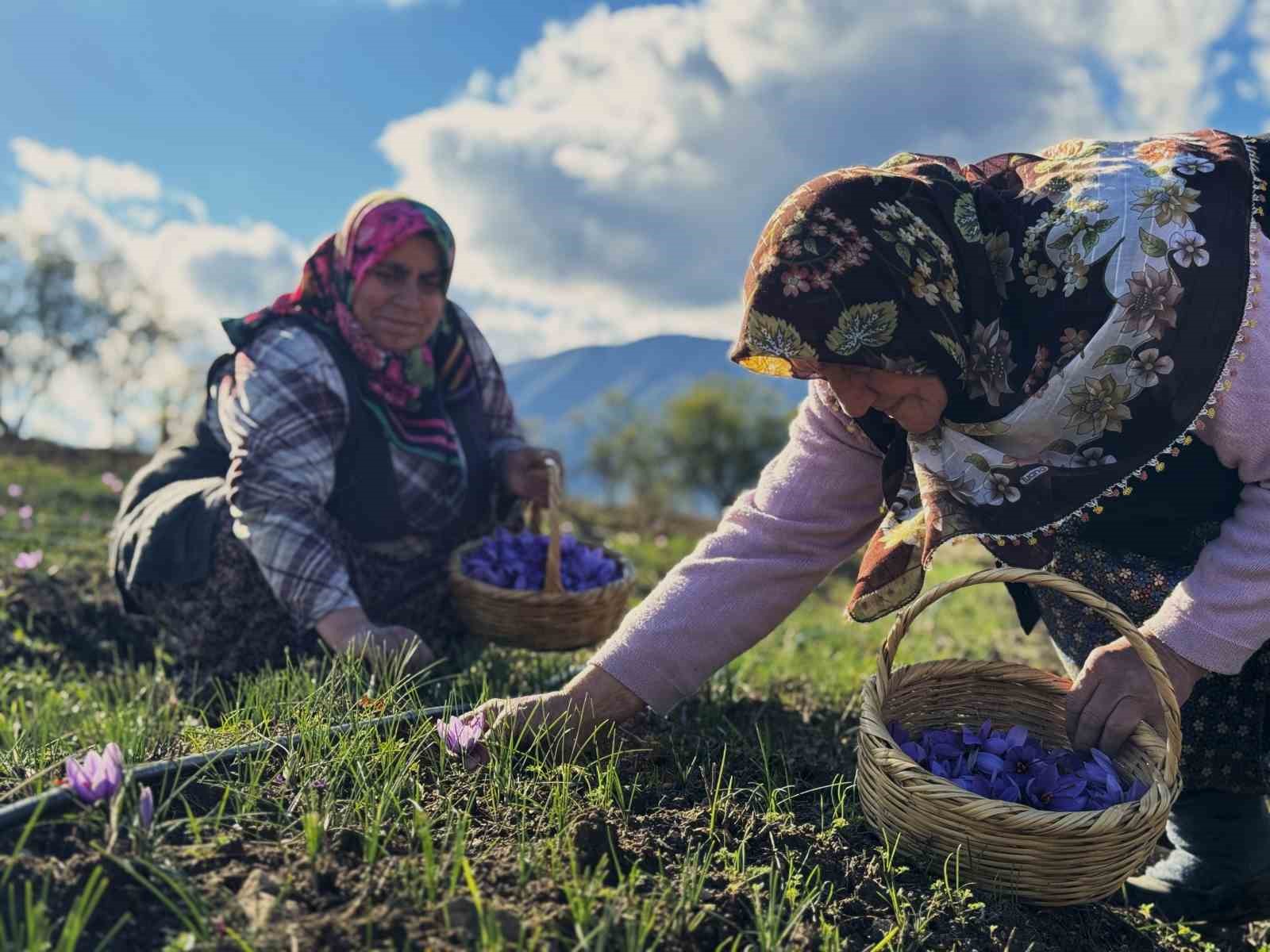 ab tescilli safranin hasadi suruyor 6