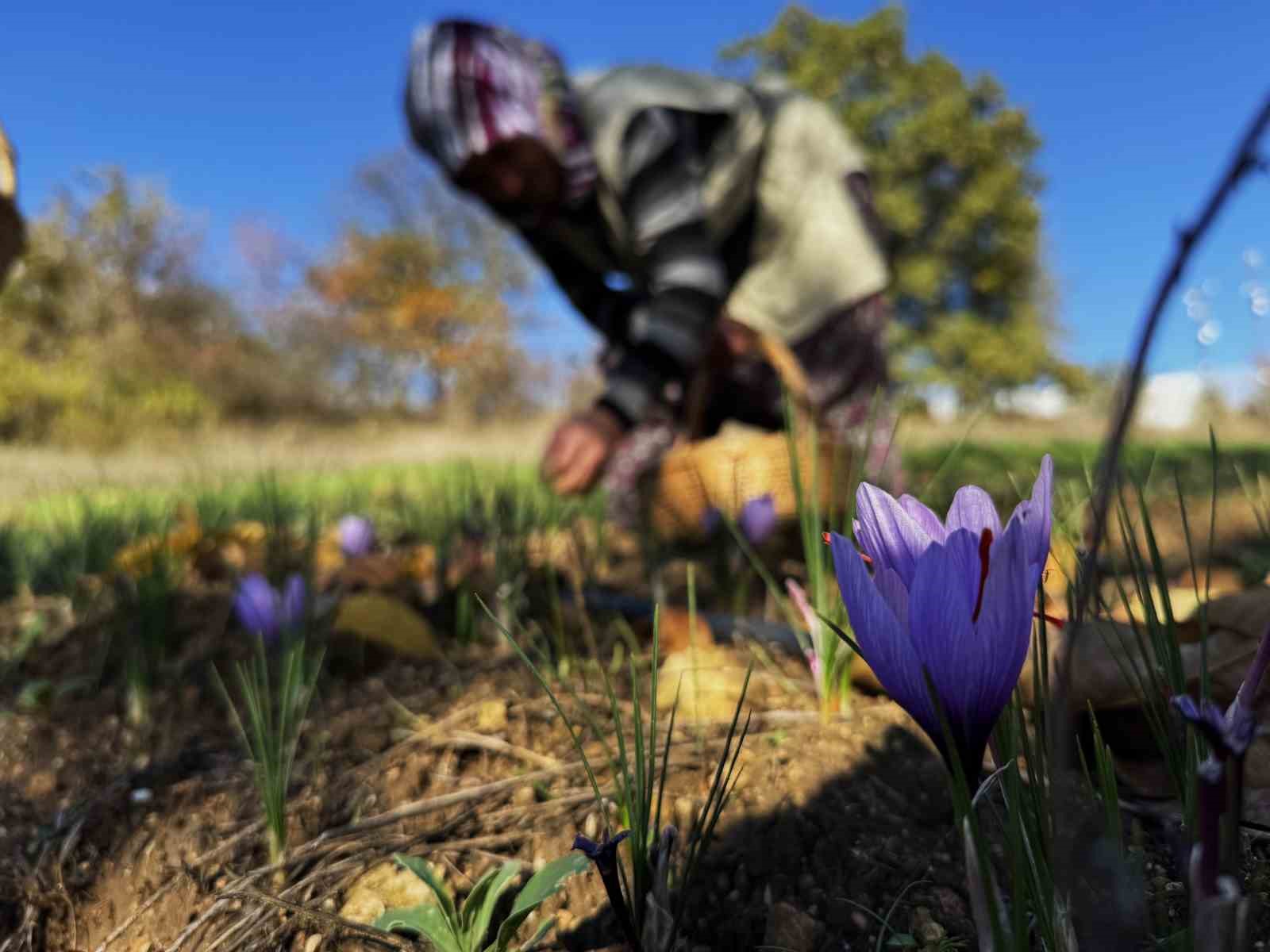 ab tescilli safranin hasadi suruyor 7 ZgszfTZJ