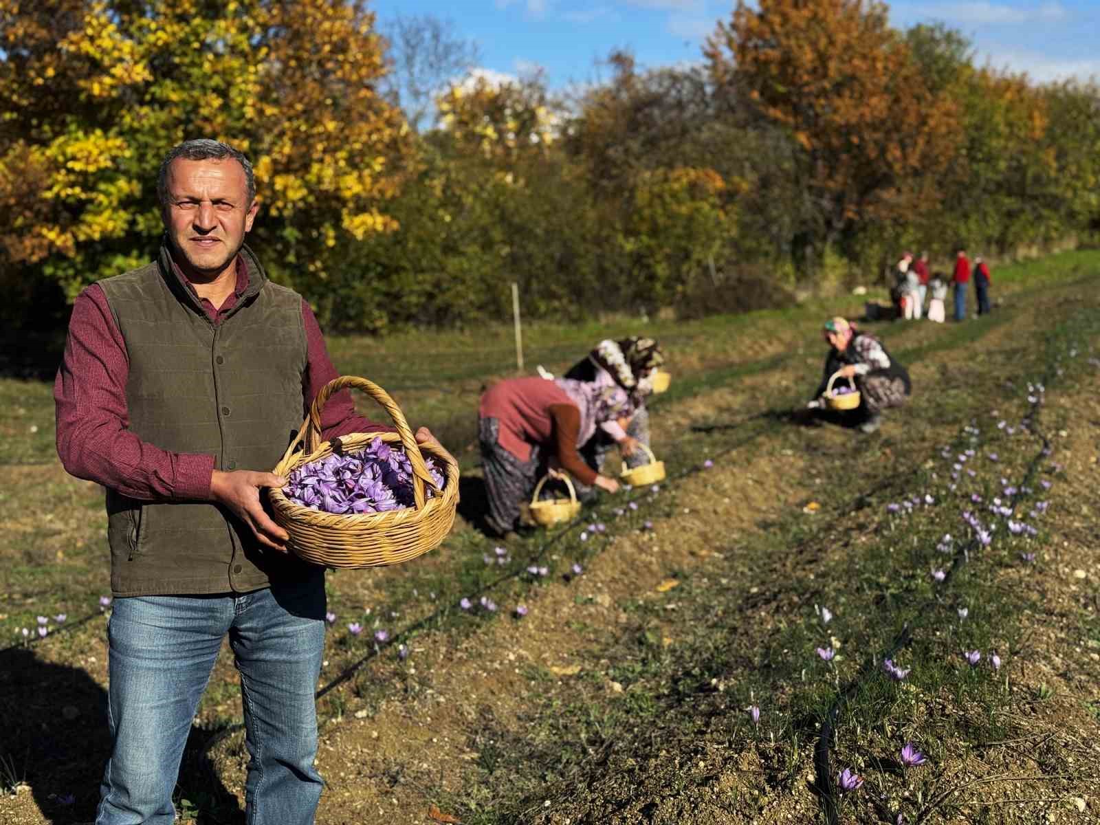 ab tescilli safranin hasadi suruyor 8 NjiYDjrt