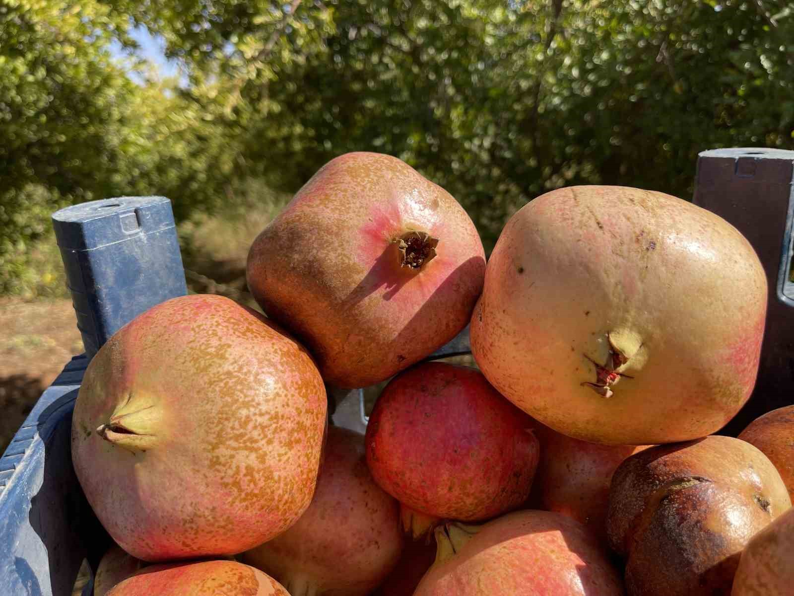 ab tescilli suruc narinda hasat donemi basladi 5 m76ayHZa