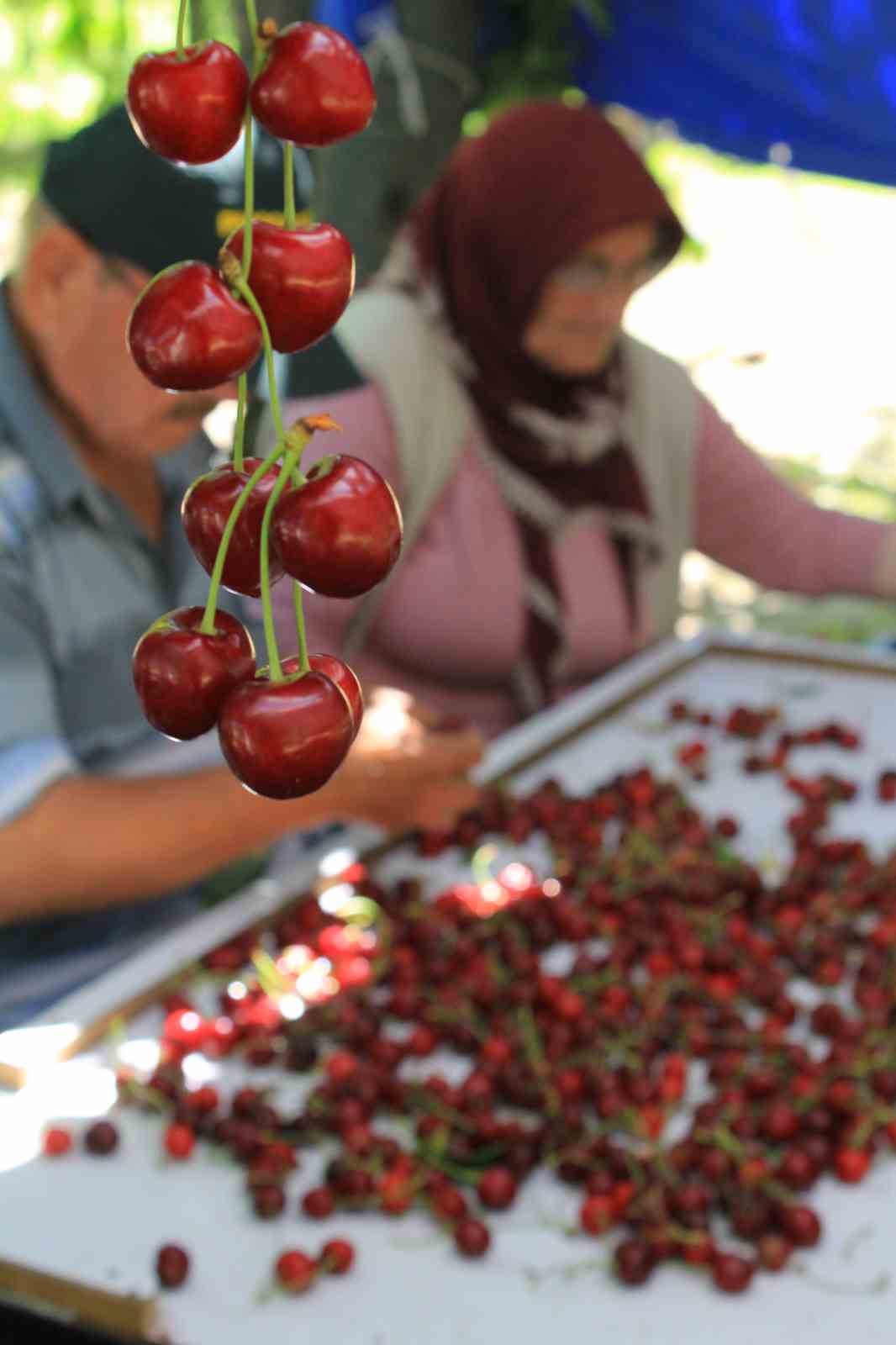 ABD ve Avrupa kirazda bu aromayı özellikle istiyor 6 abd ve avrupa kirazda bu aromayi ozellikle istiyor 2