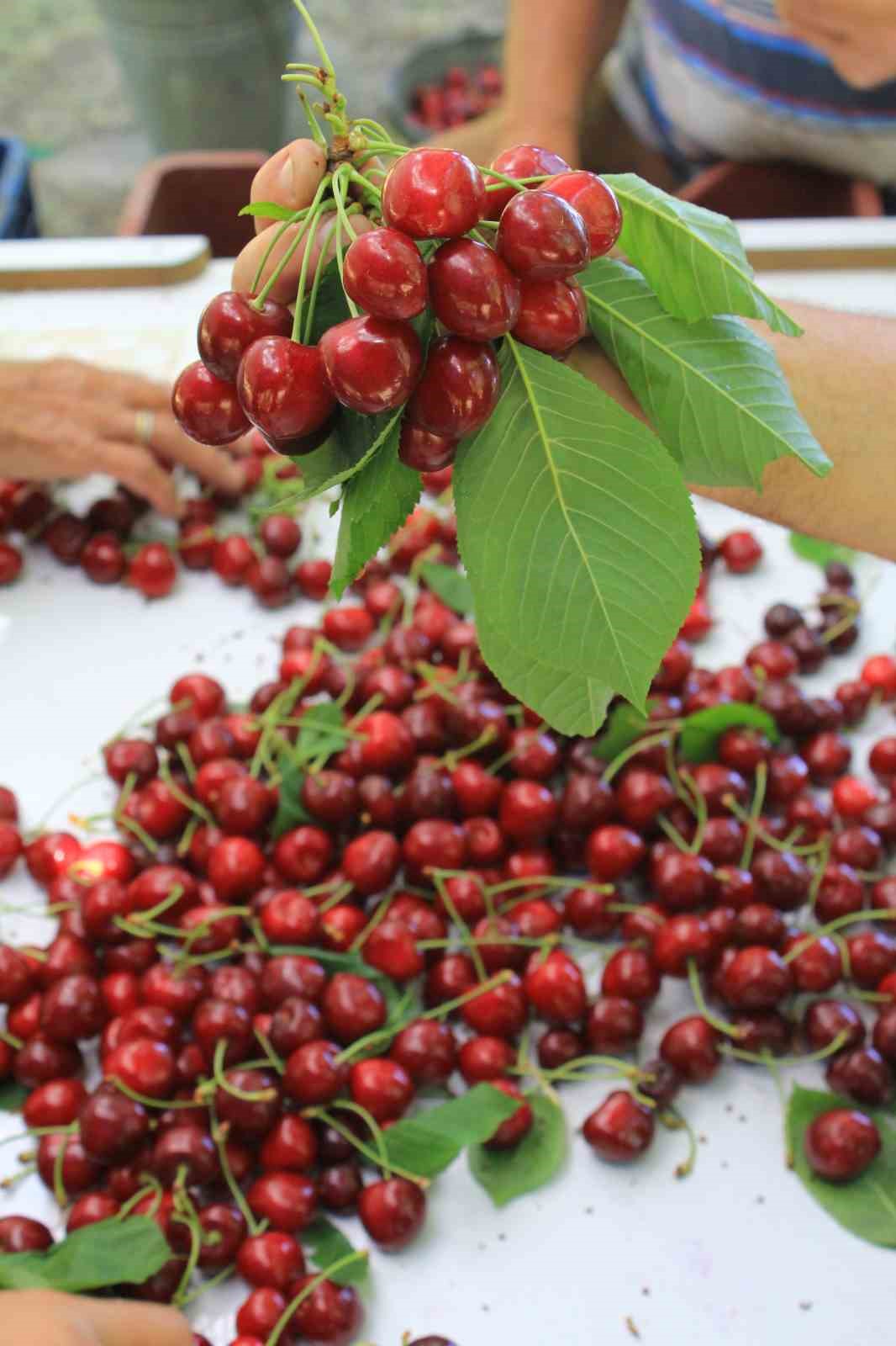 ABD ve Avrupa kirazda bu aromayı özellikle istiyor 7 abd ve avrupa kirazda bu aromayi ozellikle istiyor 3 fnkn8K9s