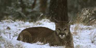 abdde-rocky-daglarinda-yuruyus-yapan-kadin-puma-saldirisinda-oldu-kAq3Zhsg.jpg