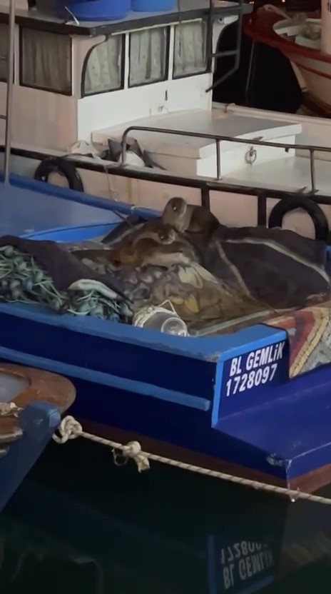 ac kalan anne su samuru ve yavrulari gemlikte tekneye sigindi 0 ZQR7yABM