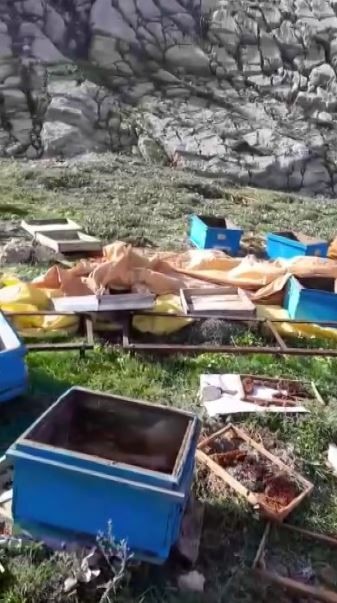 ac kalan ayi kovanlari parcaladi kacarken goruntulendi 0 E9gnbApk