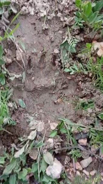 ac kalan ayi kovanlari parcaladi kacarken goruntulendi 2 FNfOvF4m