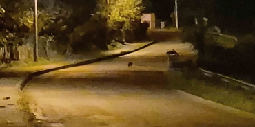 ac-kalan-cakal-yavrulari-bartin-sehir-merkezinde-goruntulendi-lpNvuJ9x.jpg