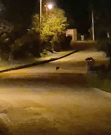 ac-kalan-cakal-yavrulari-bartin-sehir-merkezinde-goruntulendi-lpNvuJ9x.jpg