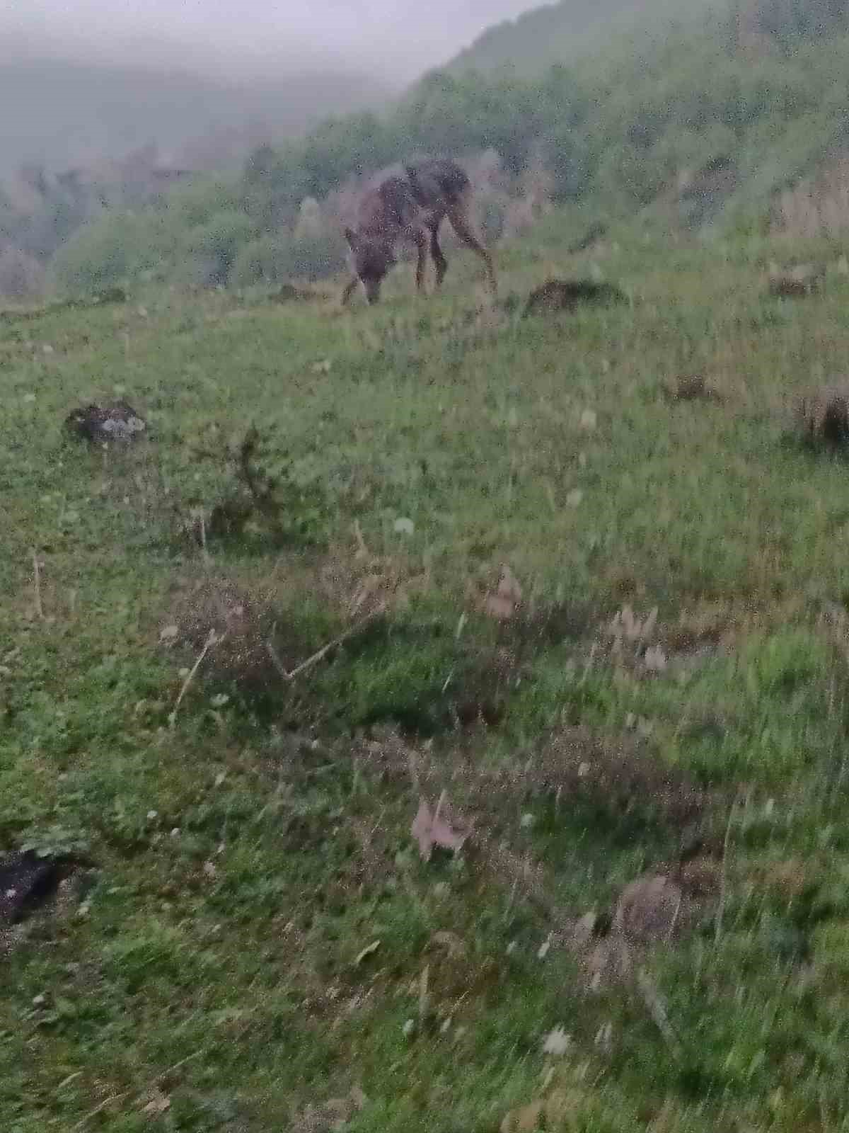 ac kalan cakal yerlesim yerine indi 1 TJ6a3WQJ