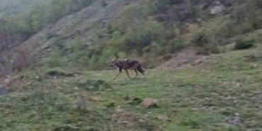 ac-kalan-cakal-yerlesim-yerine-indi-ZuNDegGI.jpg