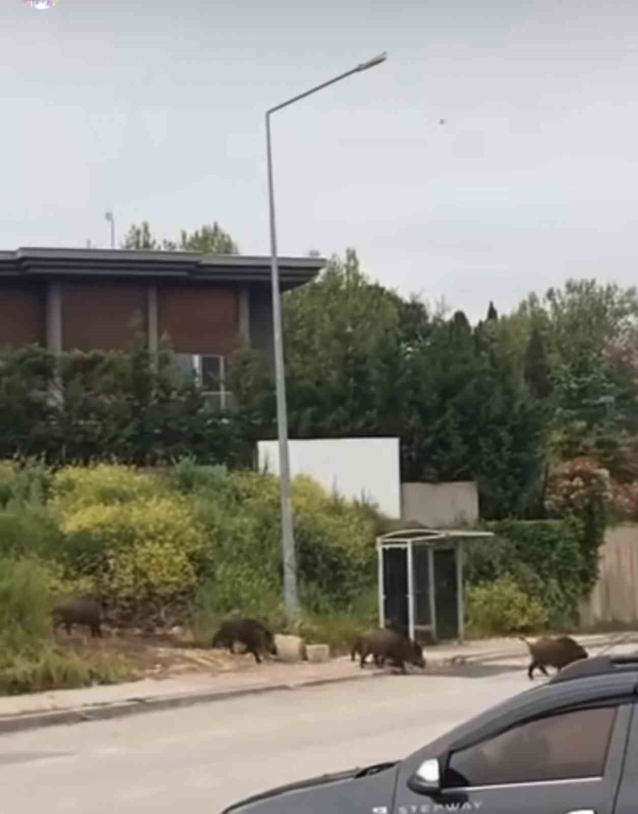 ac kalan domuz surusu gunduz sehir merkezine indi 1 Xtq4kHKi