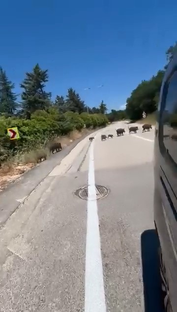 ac kalan domuz surusu sehre indi 2 hRvANAdb