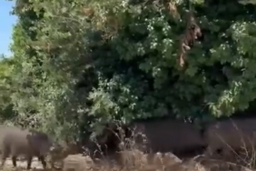 ac-kalan-domuz-surusu-sehre-indi-79GLy6Jx.jpg