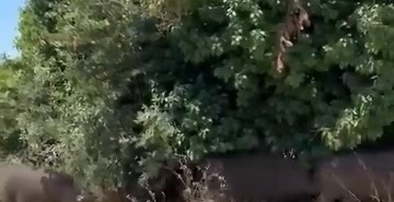 ac-kalan-domuz-surusu-sehre-indi-79GLy6Jx.jpg